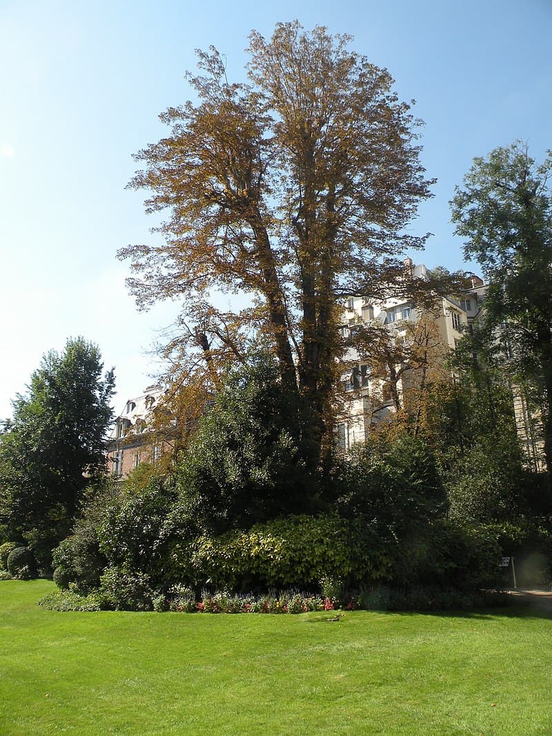 The Faubourg Saint Germain — image 5