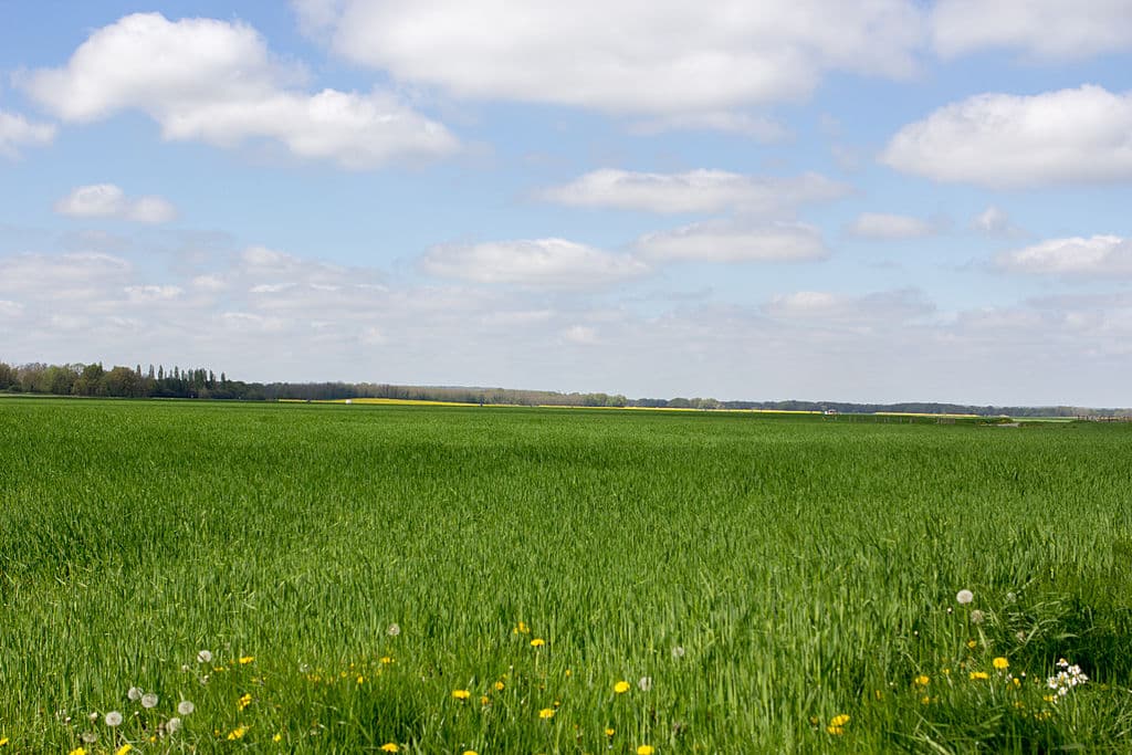 The Angelus — image 4